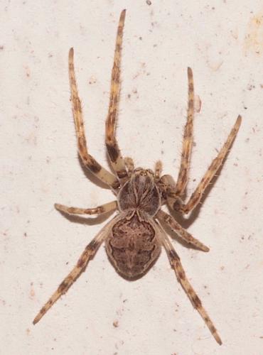 Réf. 275 923 : Larinioides patagiatus